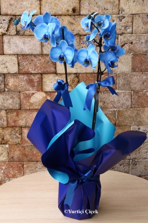 Mavi Renkli Orkide