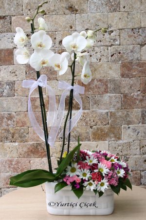 Orkide ve Kır Çiçekleri